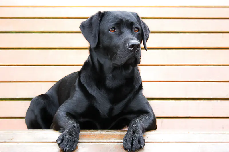 The Top 20 Dog Breeds Ranked | Labrador Retriever
