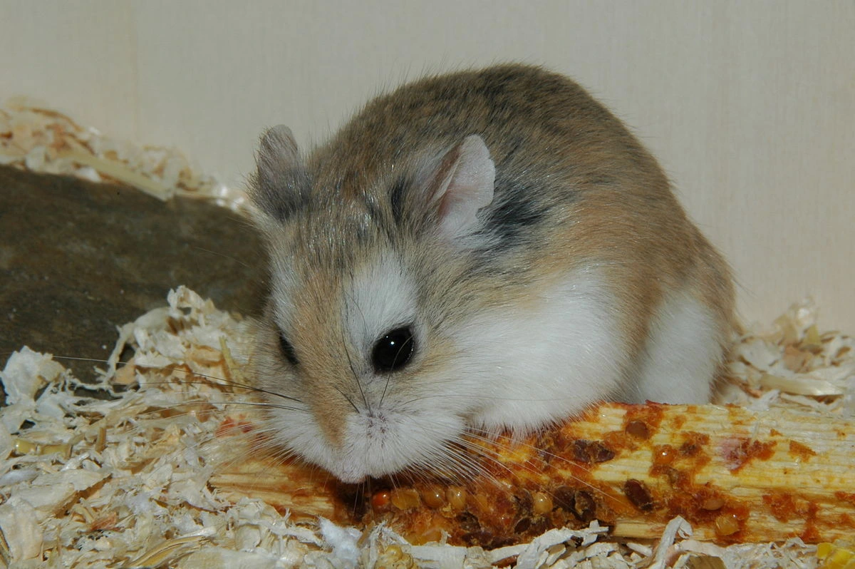 Roborovski Hamster Diet