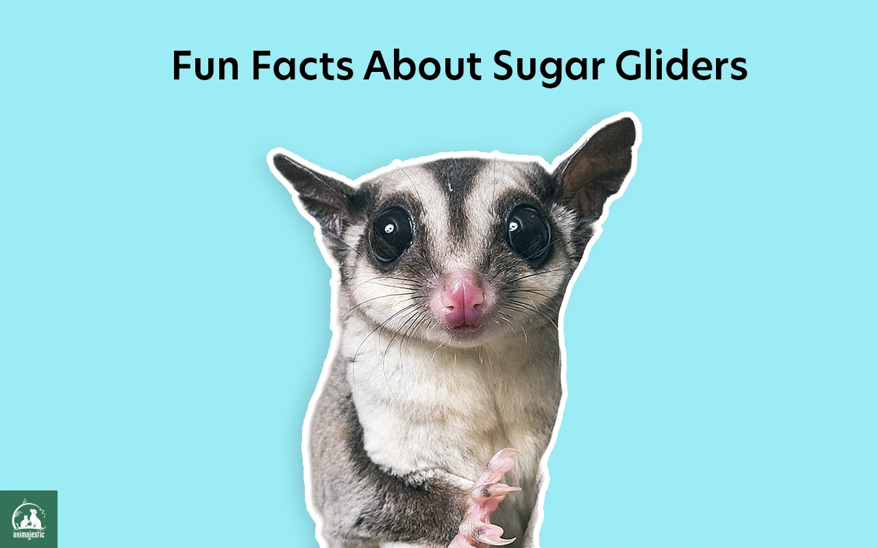 20 Fun Facts About Sugar Gliders