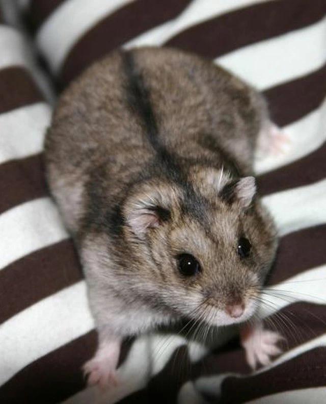 Campbell's Dwarf Hamster