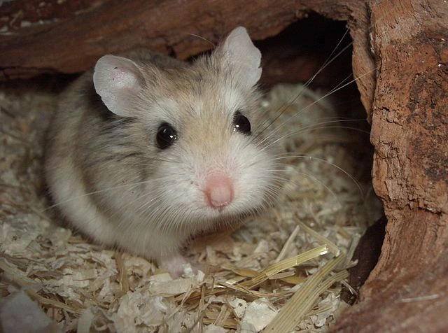 Everything You Need To Know About Roborovski Hamsters