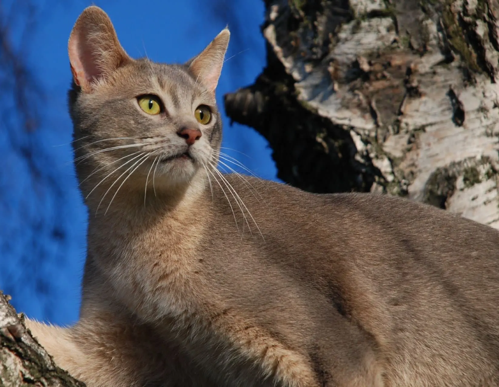 9. Abyssinian Cats
