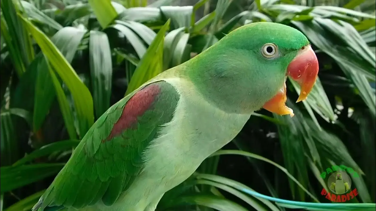 Alexandrine Parakeets | How Long Do Parakeets Live