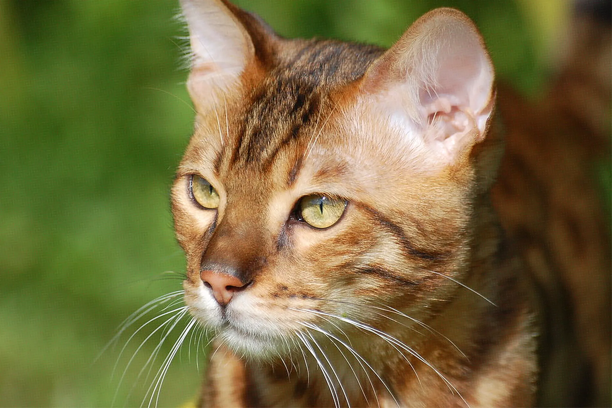 A Comprehensive Study of Bengal Cats: Profile, Personality, Lifestyle & More
