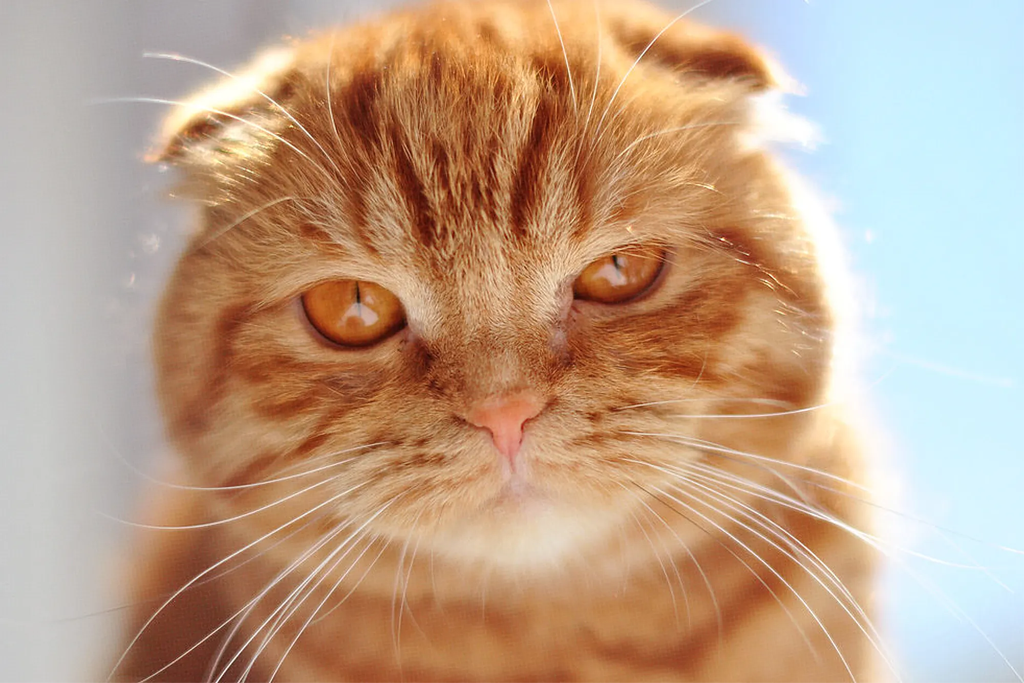 All About Scottish Fold Cats: Behavior, Diet, Personality, Health Issues & More