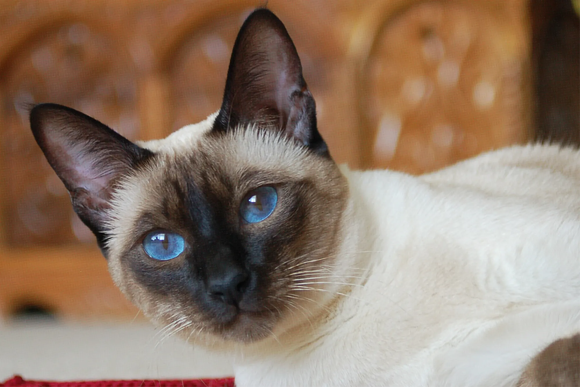 The Elegant Siamese Cat: Profile, Behavior, Diet, Care, Health Issues & More