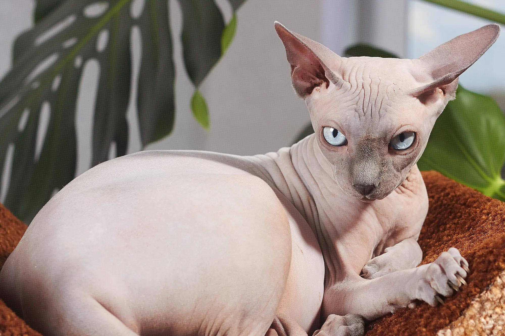 All About Sphynx Cats: Behavior, Personality, Diet, Lifestyle & More