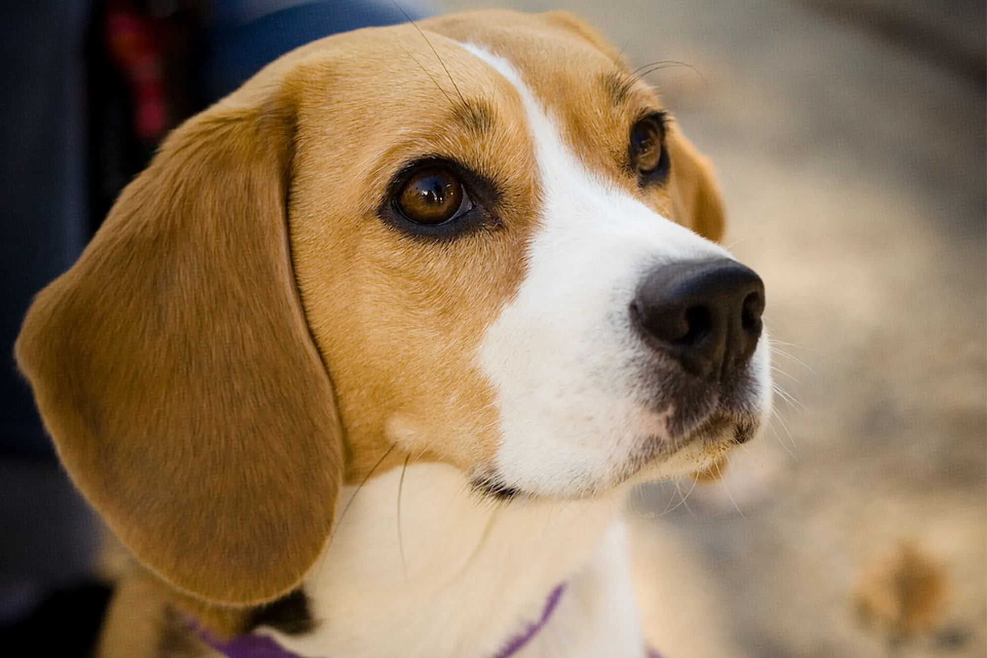 Are Beagles The Worst Dogs? Here's What You Should Know