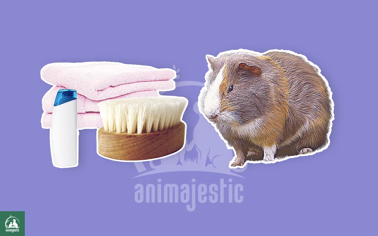Bathing and Grooming Guinea Pigs