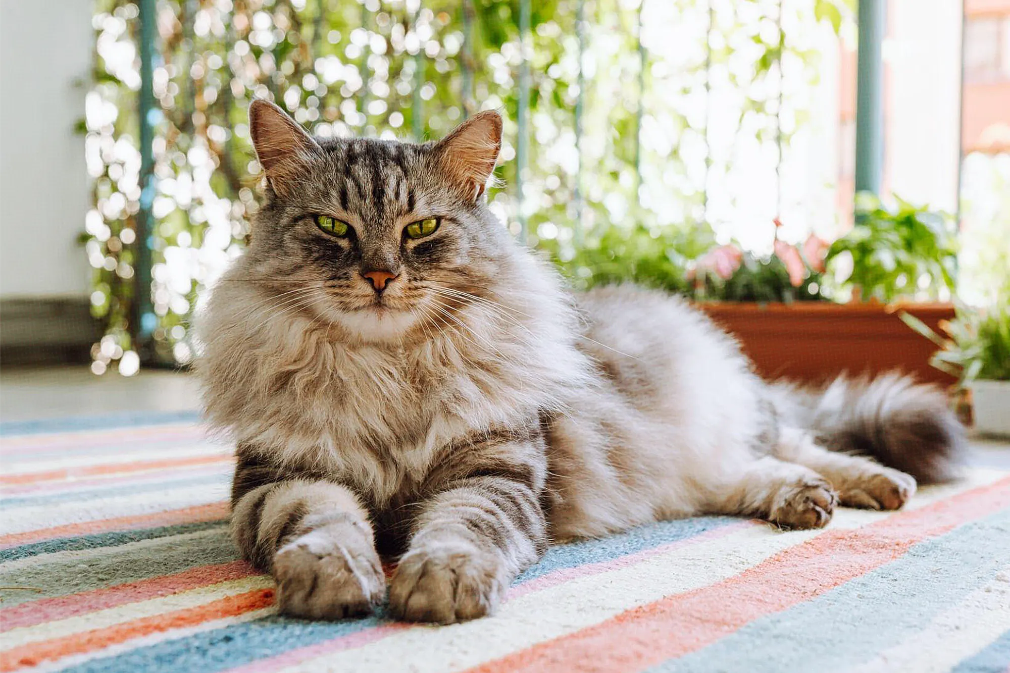 The Best Cat Breeds [Ranked]