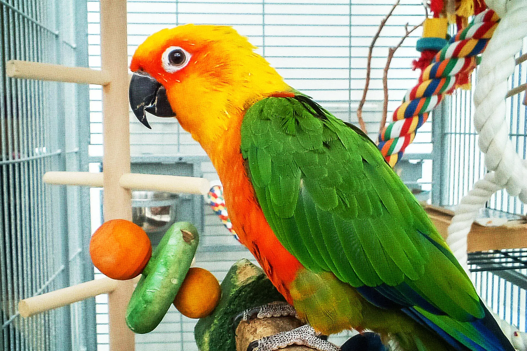 Best Toys For Your Parakeet