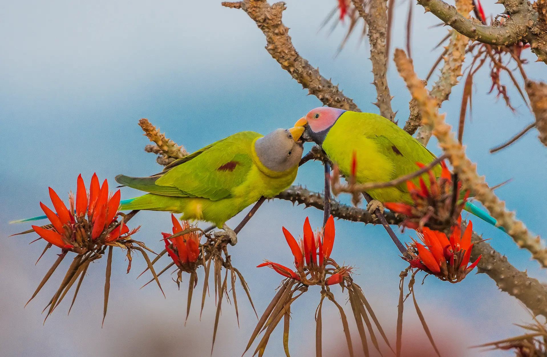 Understanding Your Parakeet's Behavior