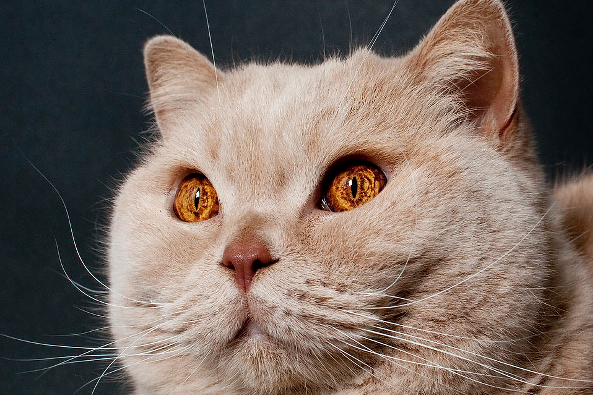 British Shorthair Cats: Profile, Diet, Personality, Health Issues & More