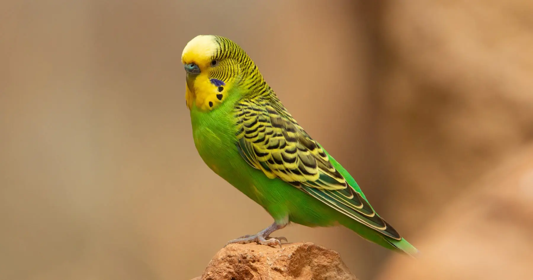 Budgerigars | How Long Do Parakeets Live
