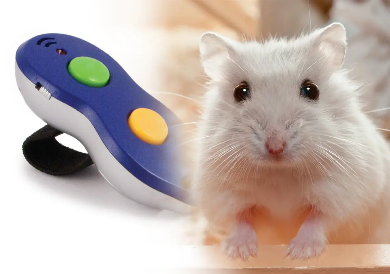 Clicker Training Your Hamster [The Ultimate Guide]