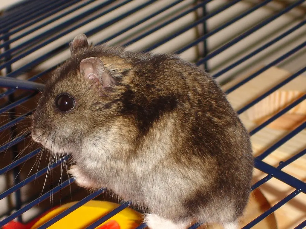 Campbell's Dwarf Hamster Breed