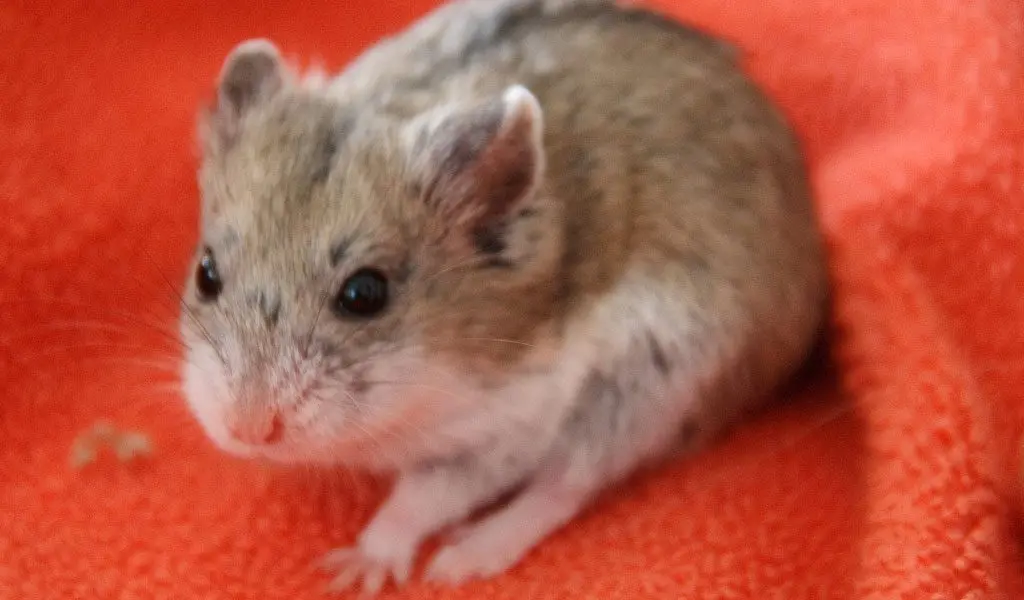 Campbell's Dwarf Hamster