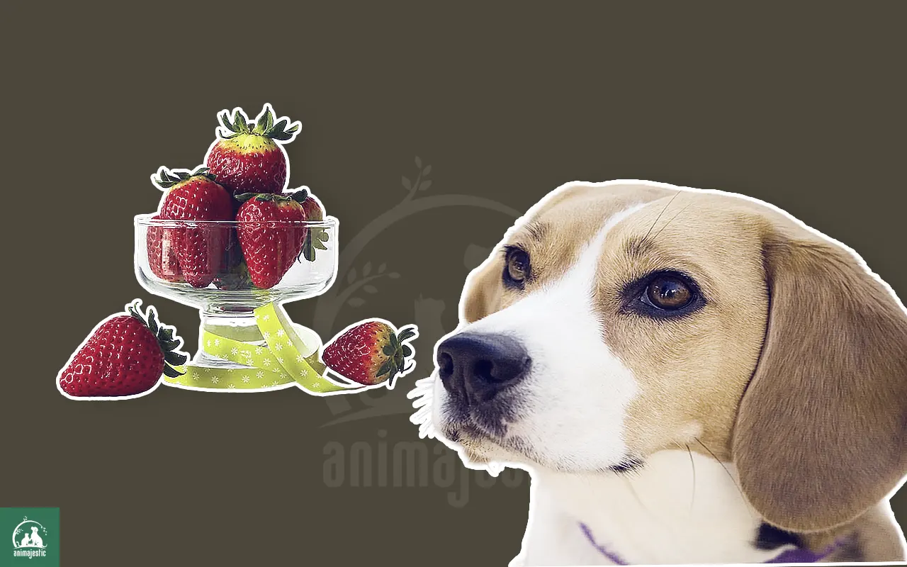 Can I Feed My Dog Strawberries