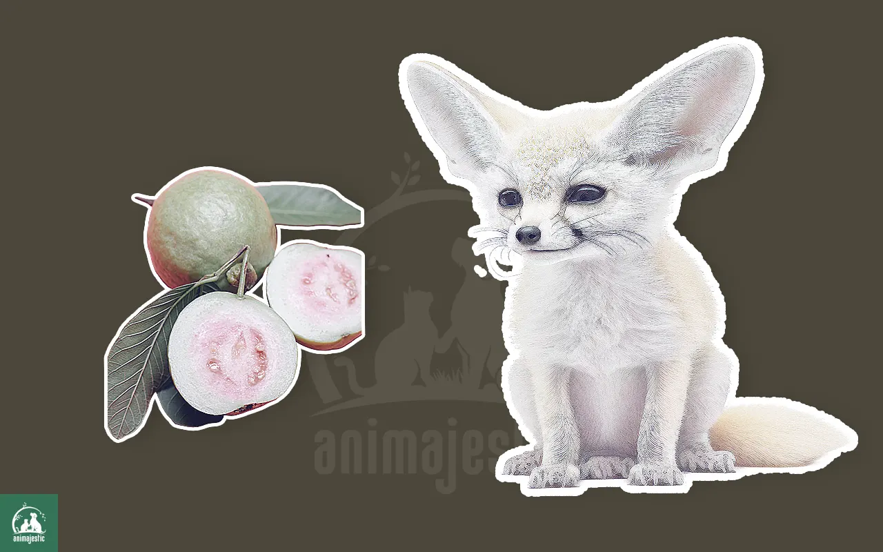 Can Fennec Foxes Eat Grapes