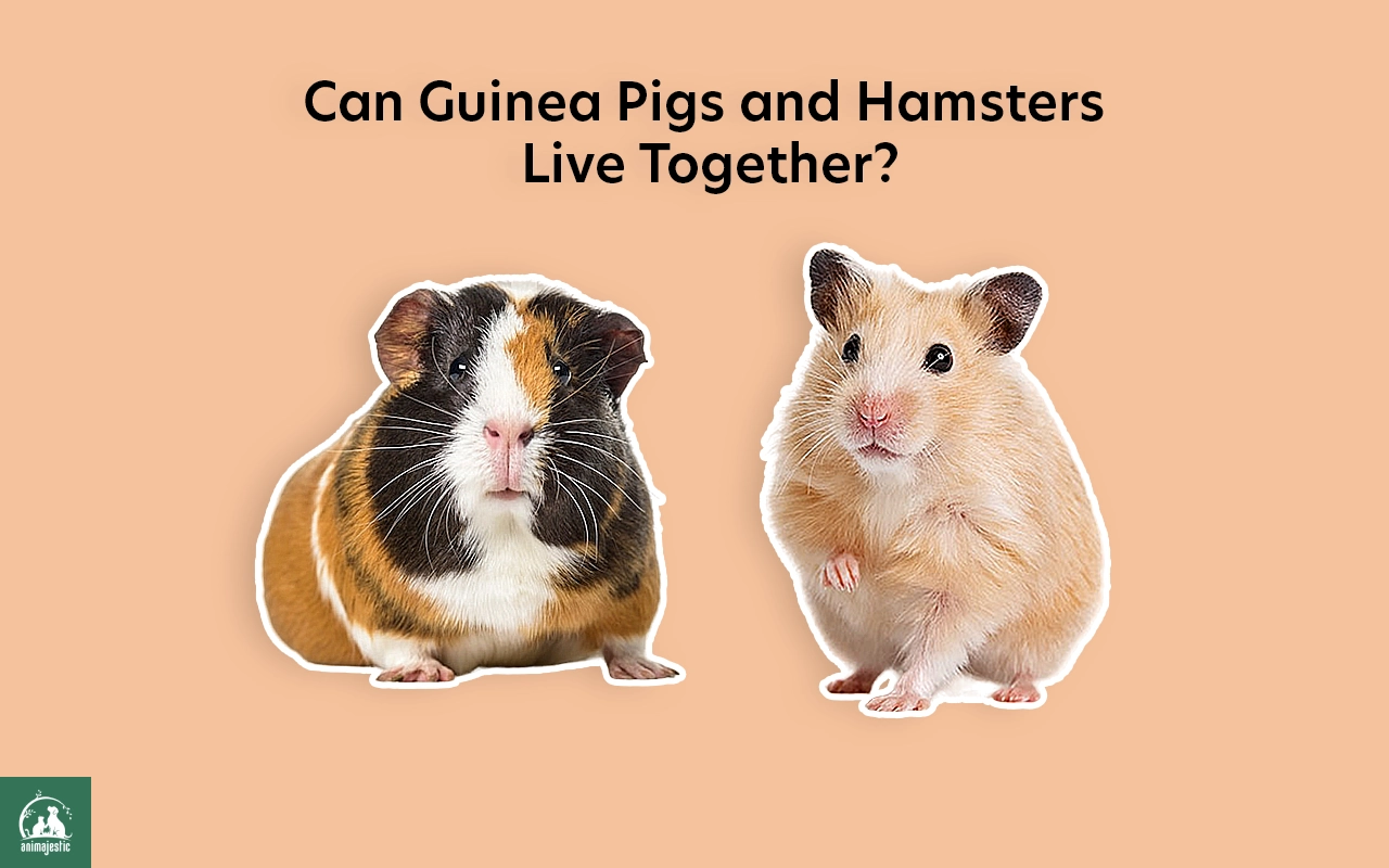 Can Guinea-Pigs and-Hamsters Live Together?