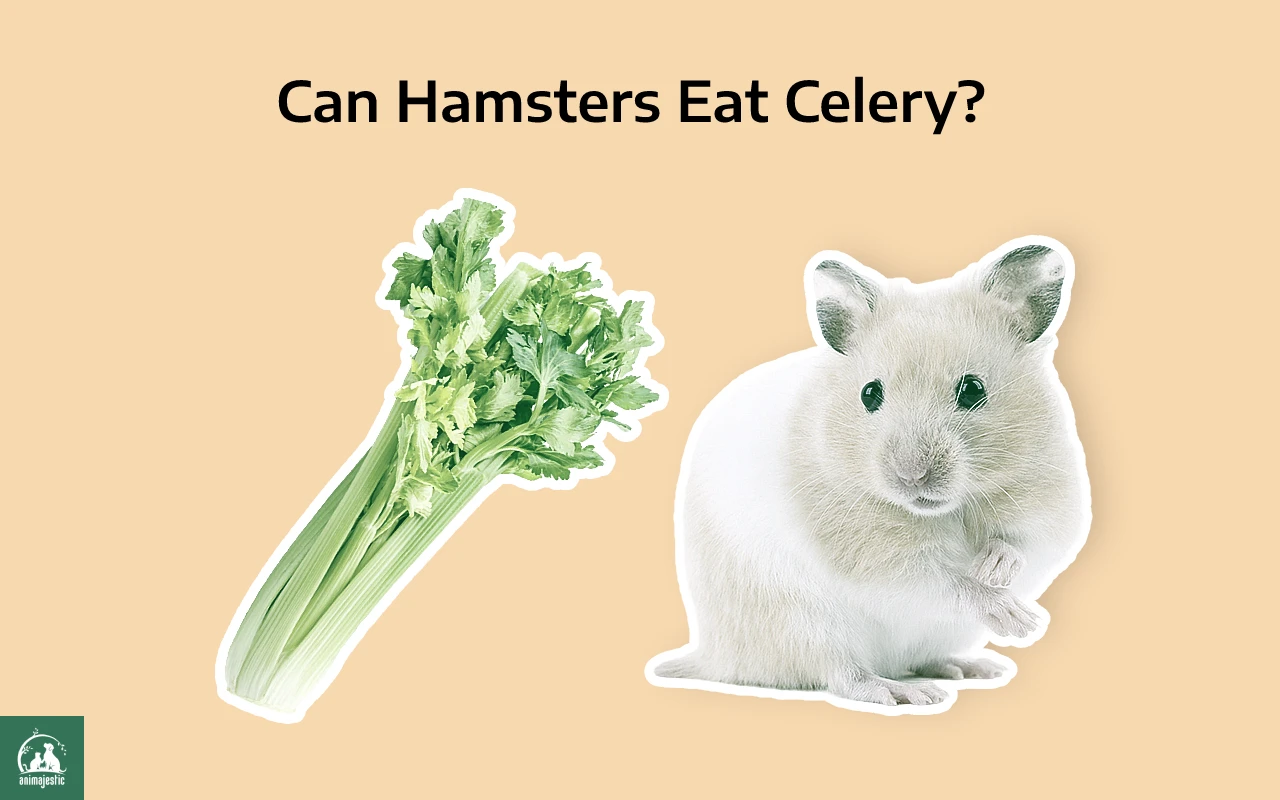 Can Hamsters Eat Celery?