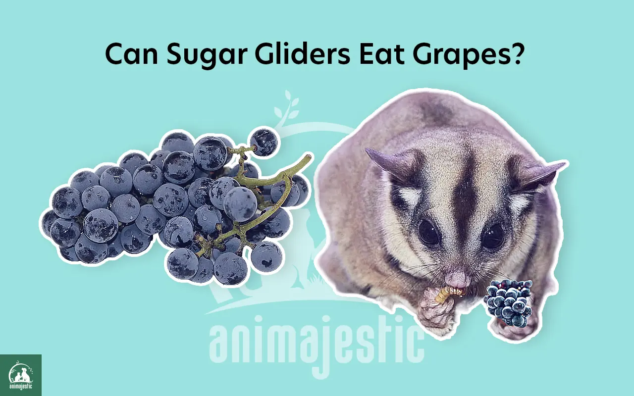 Can Sugar Gliders Ea Grapes