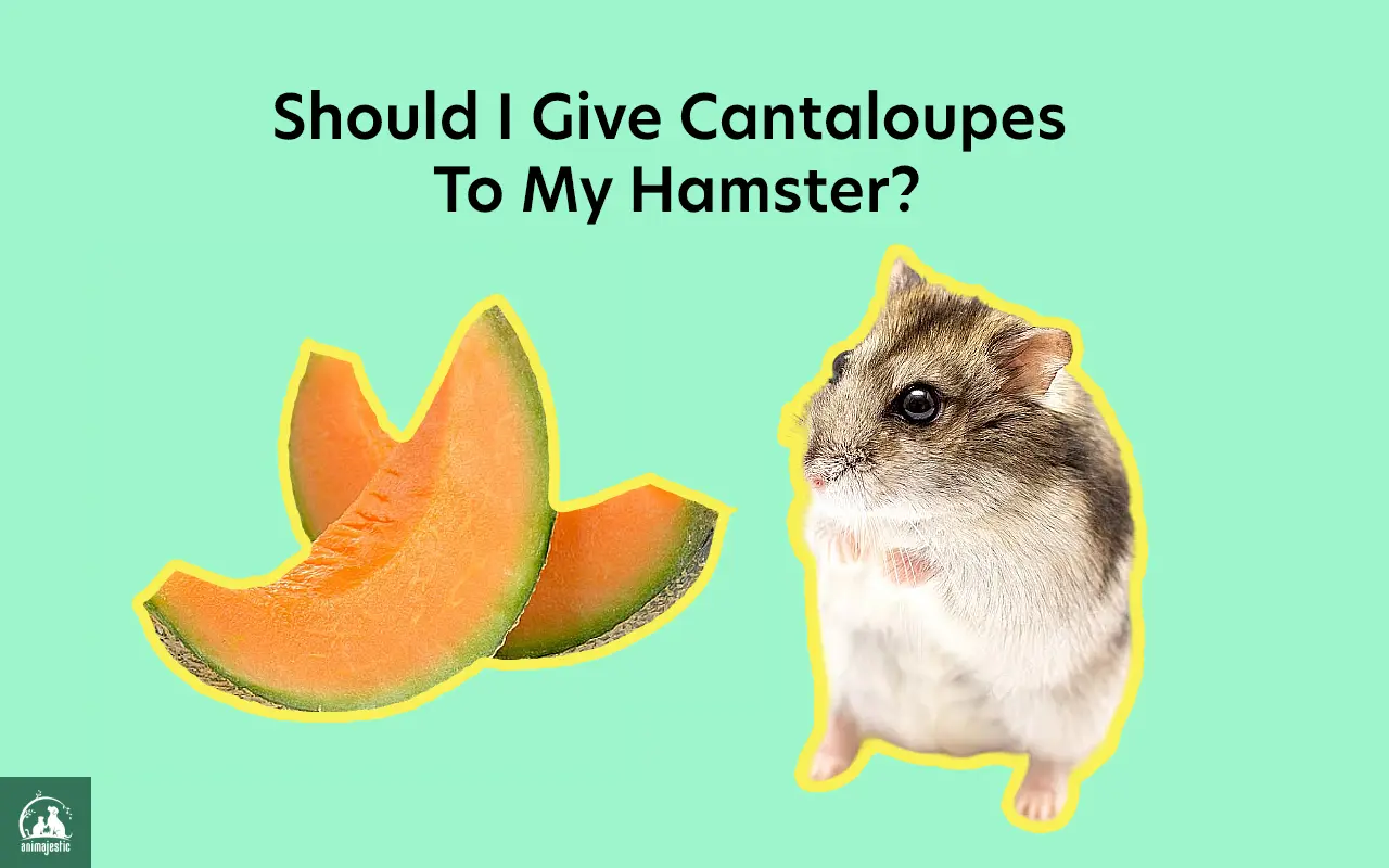 Should I Give Cantaloupes To My Hamster?