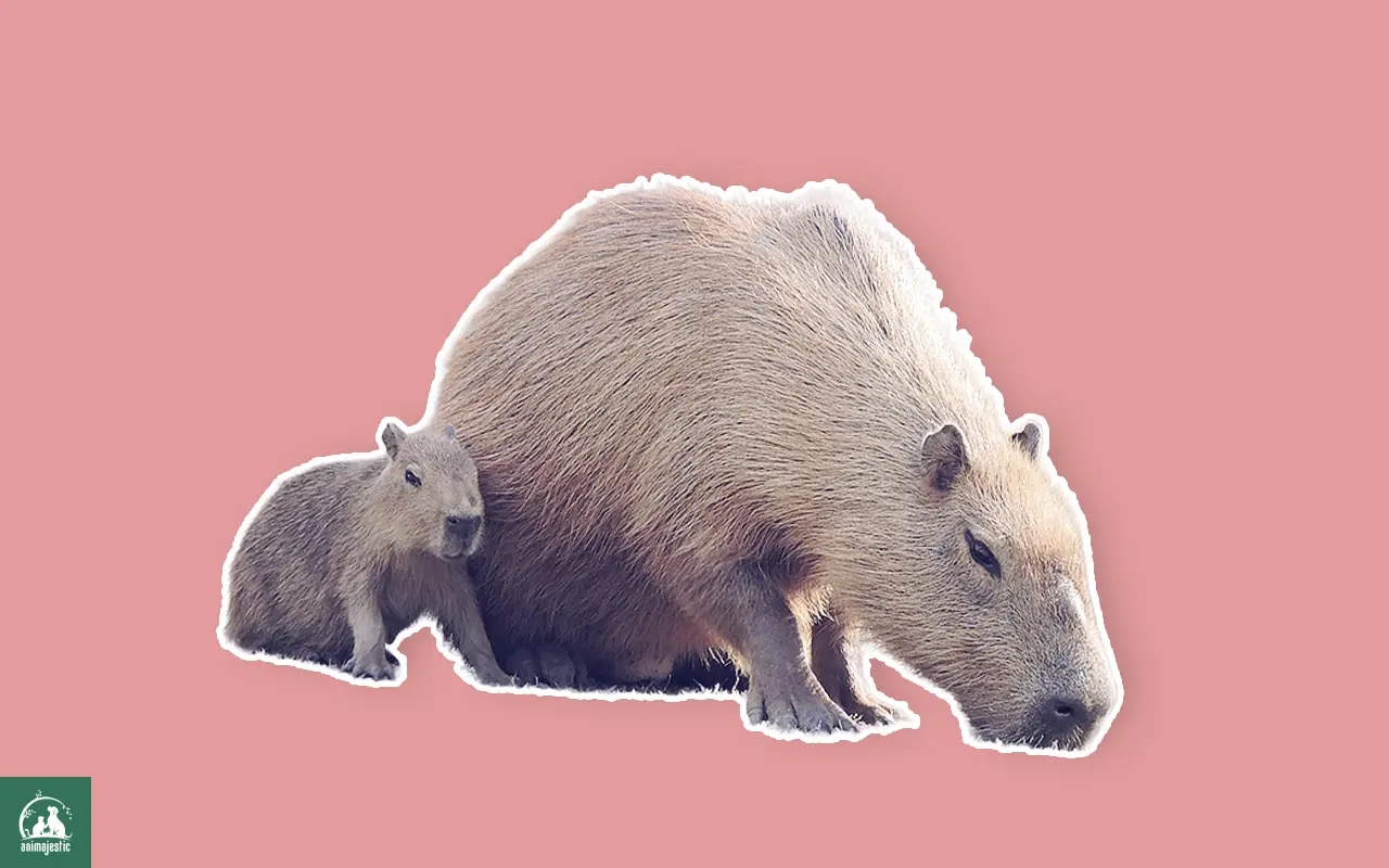 Capybaras Bite