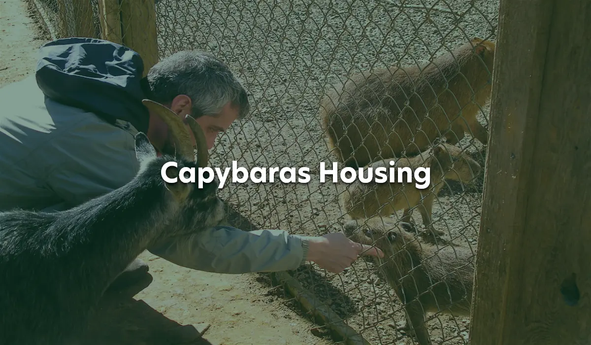 Capybaras Best Housing Options