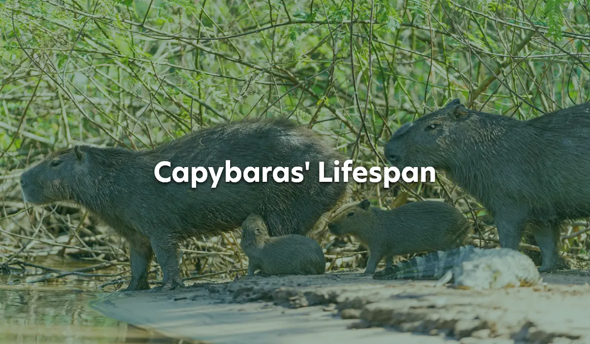 How Long Do Capybaras Live, Capybaras Lifespan
