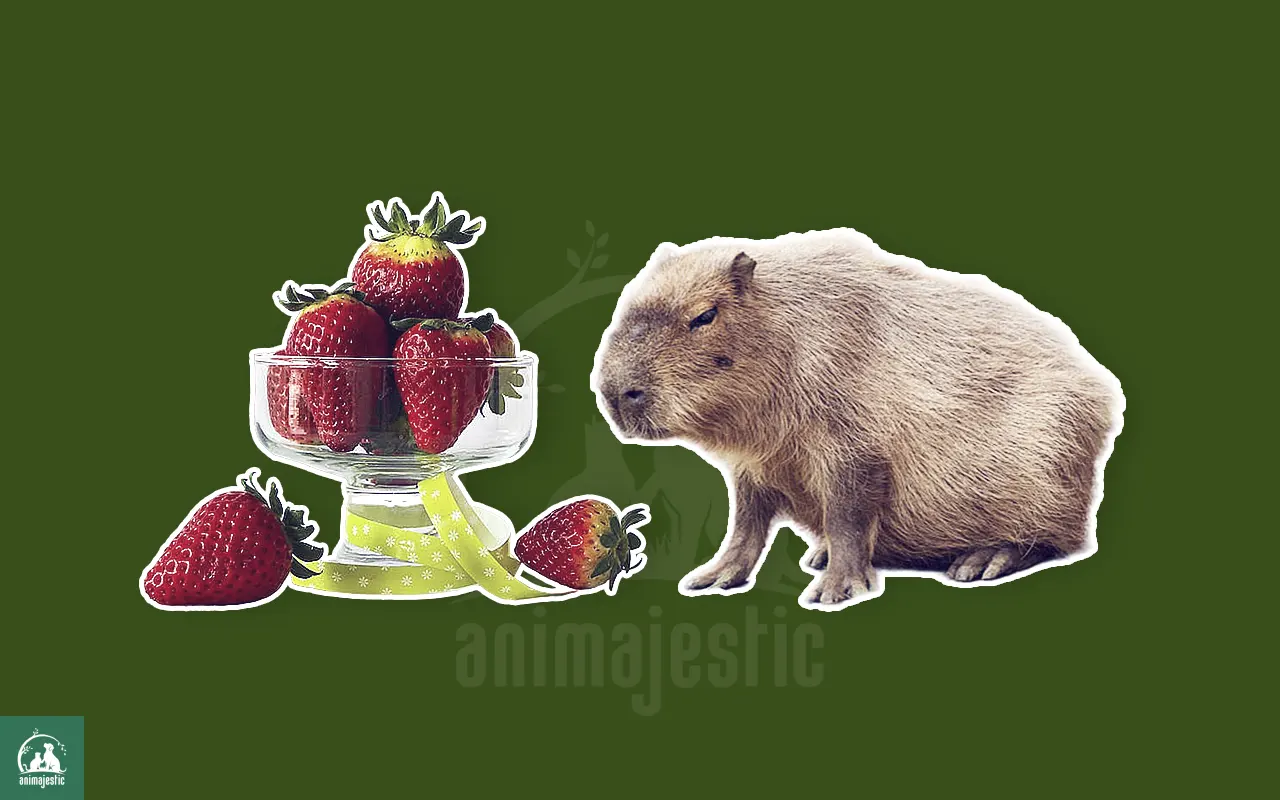 Can Capybaras Eat Strawberries?