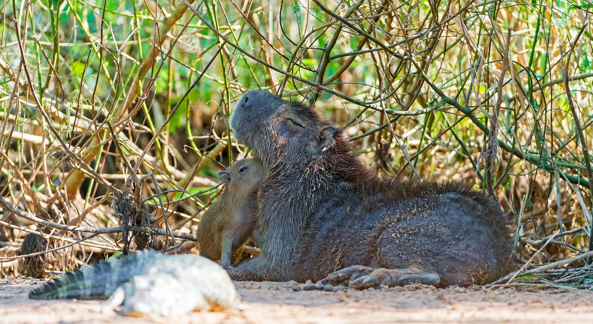 Guide On Bonding with Capybaras