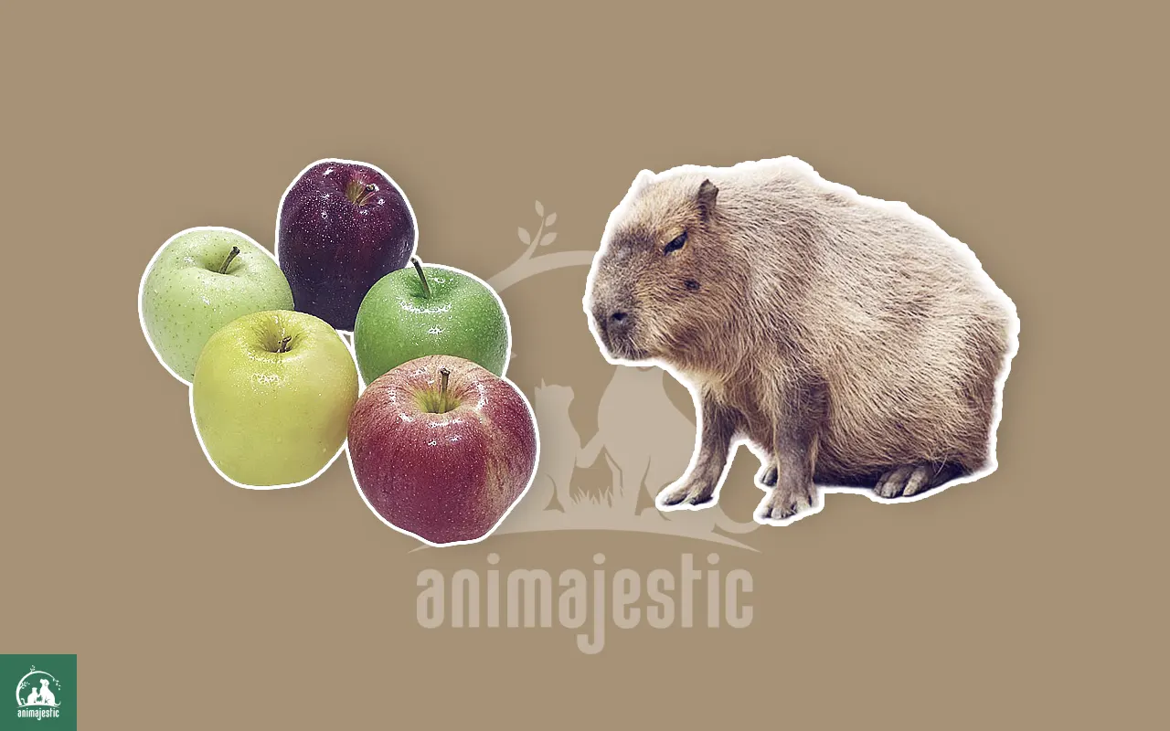 Capybaras Eat Apples