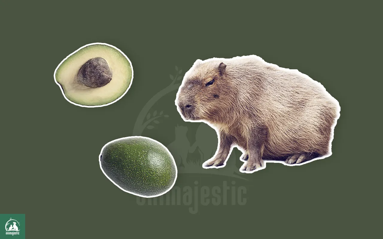 Capybaras Eat Avocados