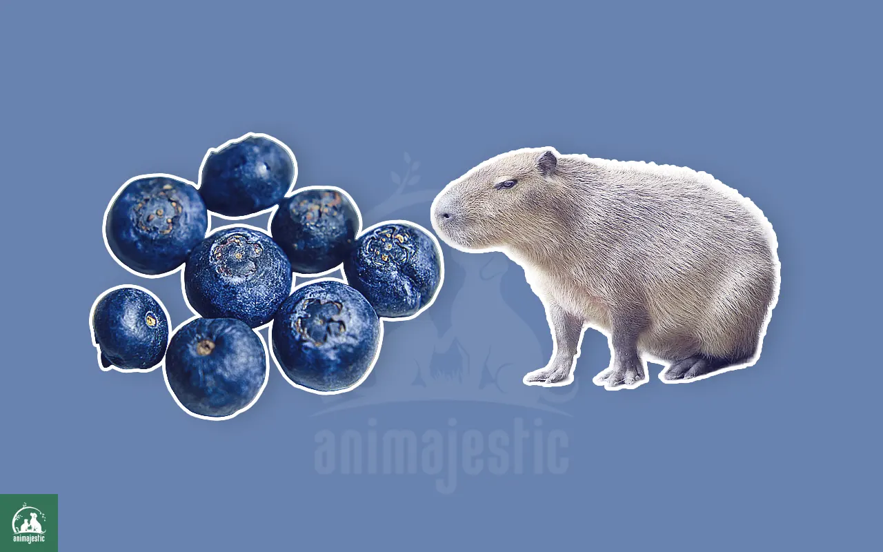 Capybaras Eat Blueberries