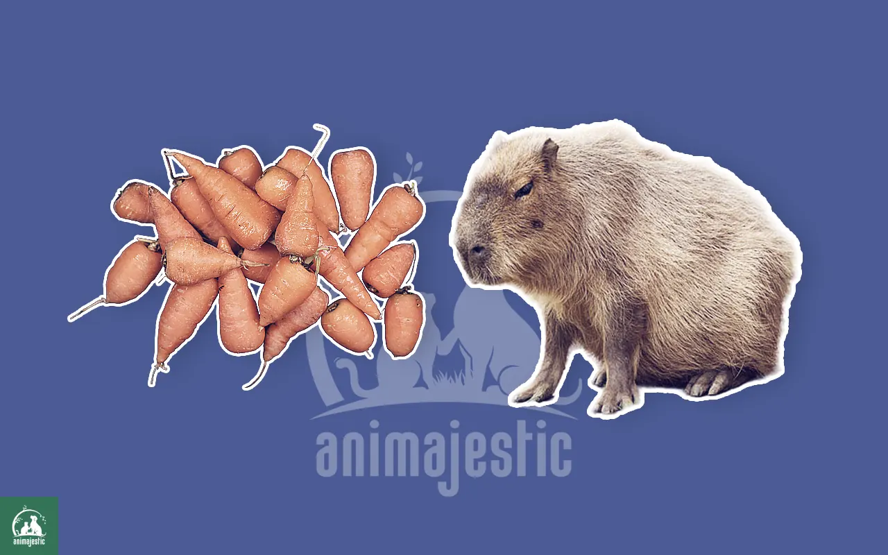 Capybaras Eat Carrots