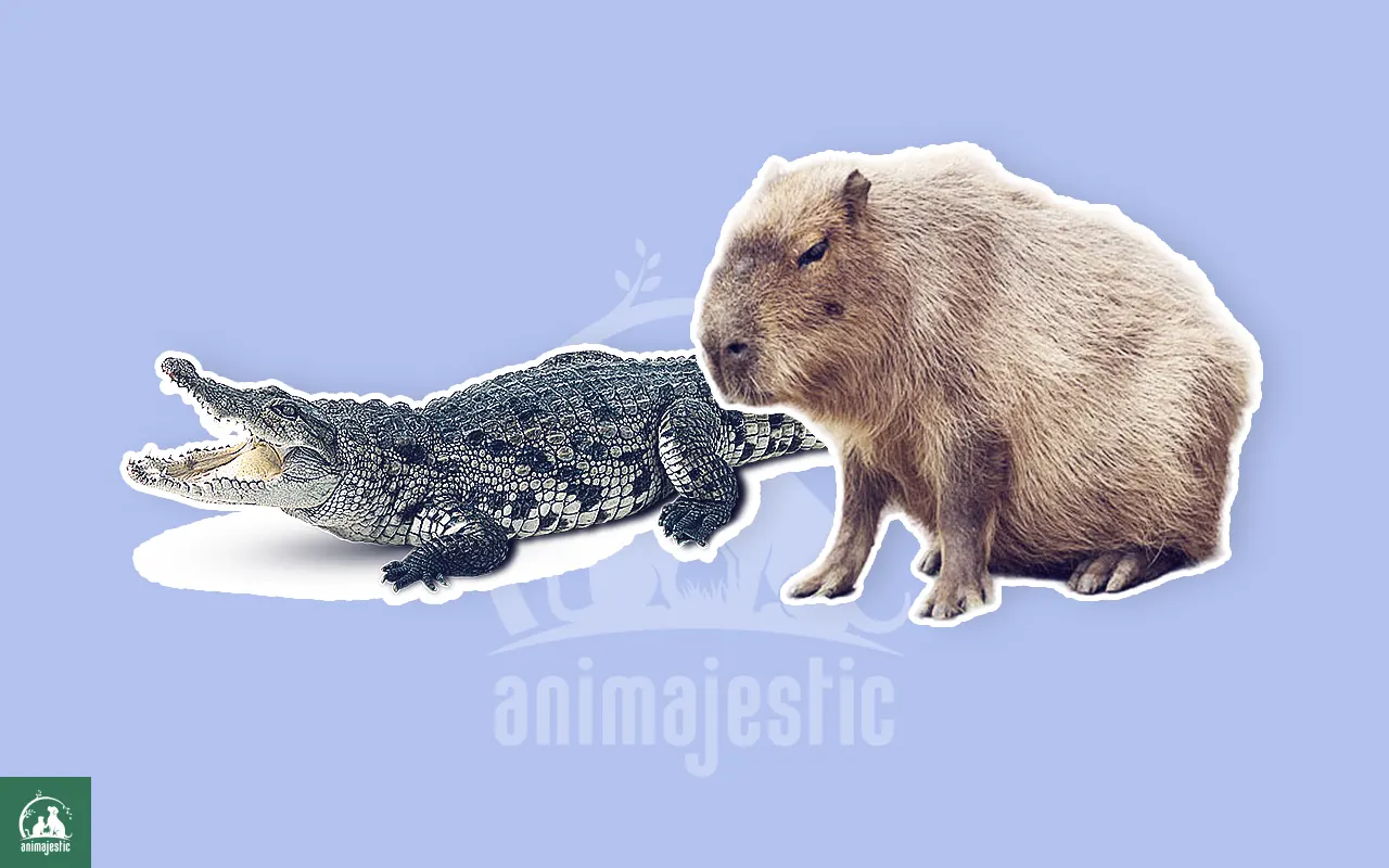 Capybaras and Crocodiles Get Along