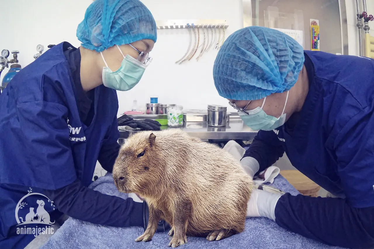 Health Issues in Capybaras