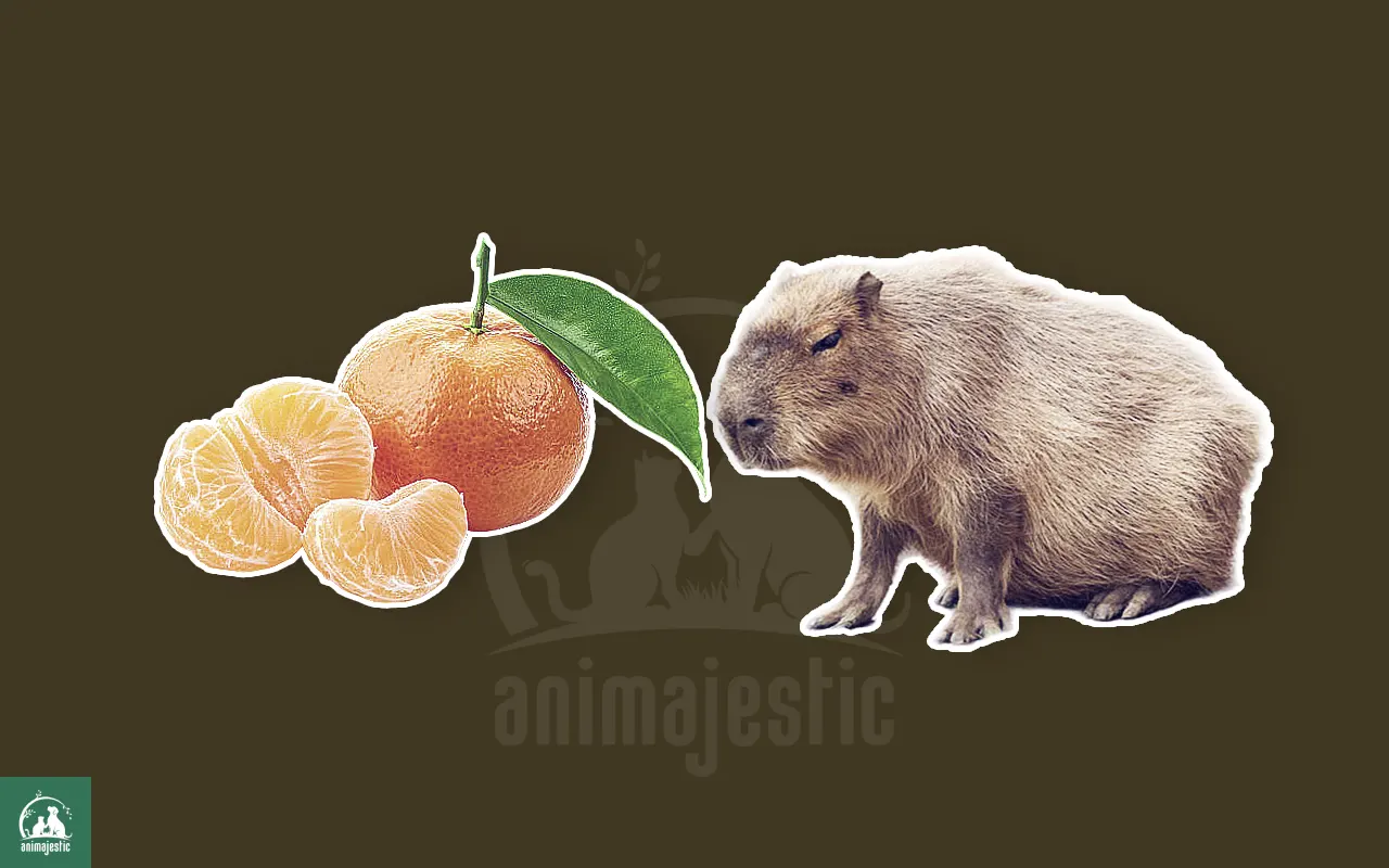 Can Capybaras Eat Mandarins