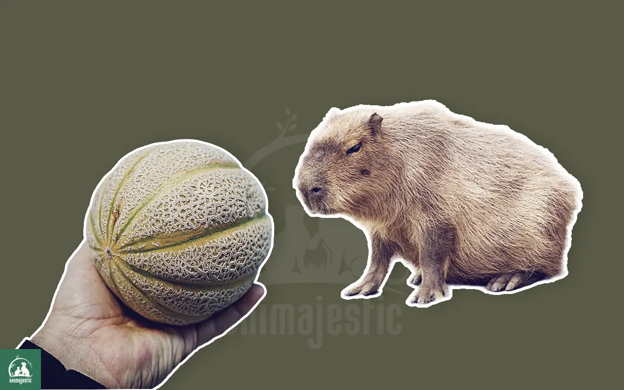 Capybaras Eat Melons