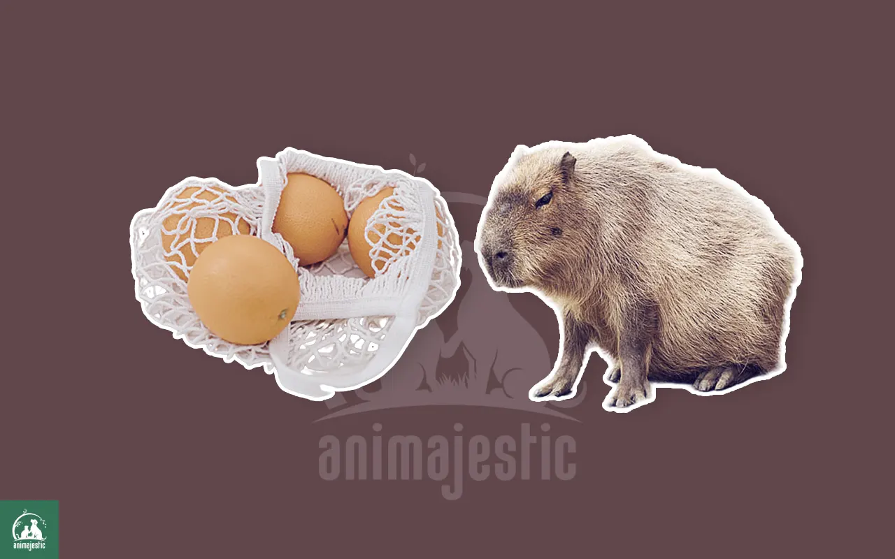 Can Capybaras Eat Orange