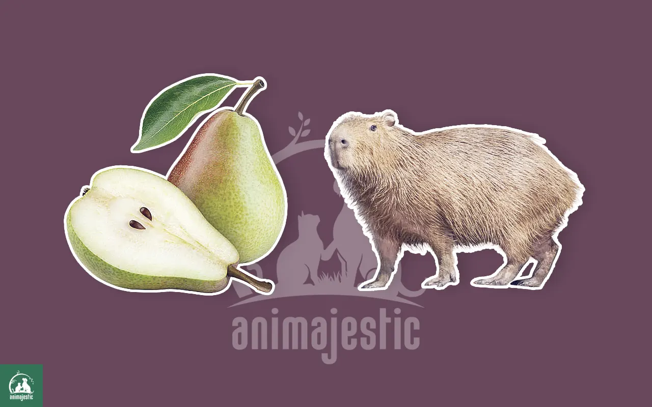 Can Capybaras Eat Pears