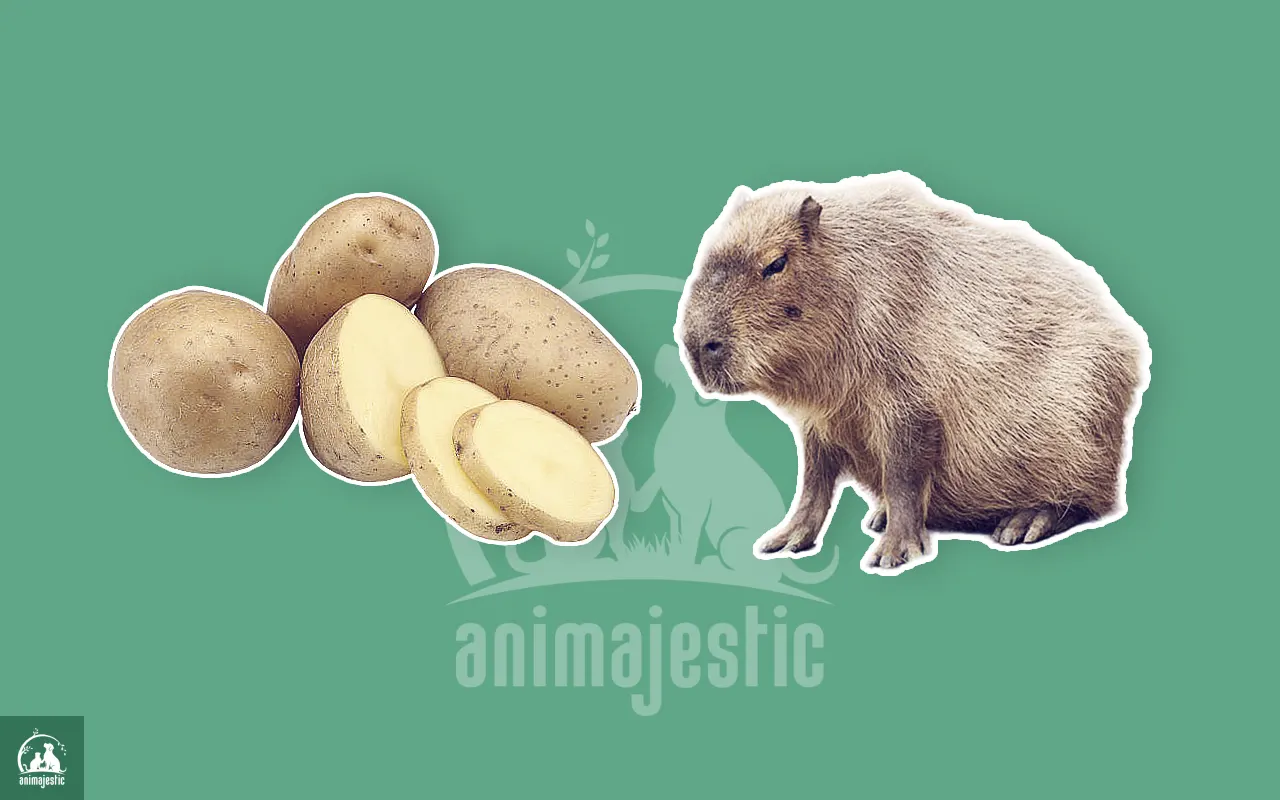 Can Capybaras Eat Potatoes?
