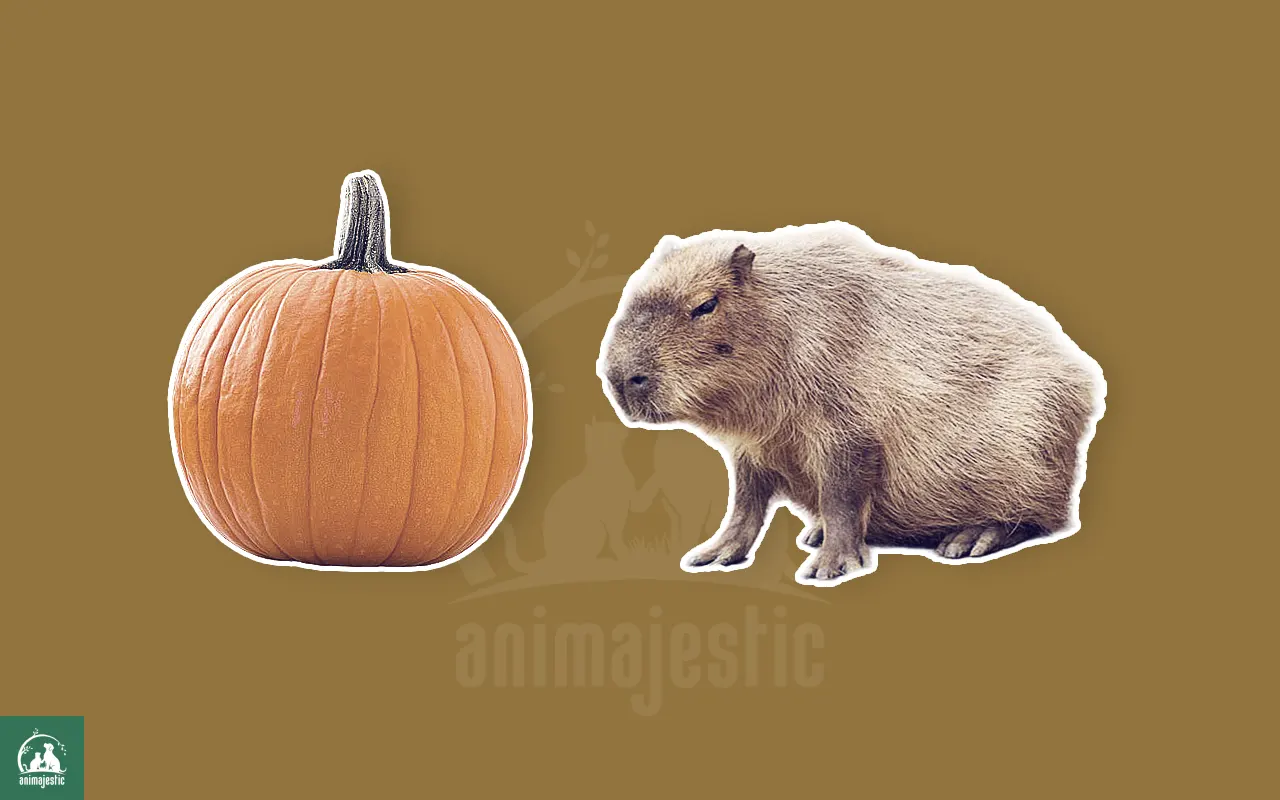 Capybaras Eat Pumpkins