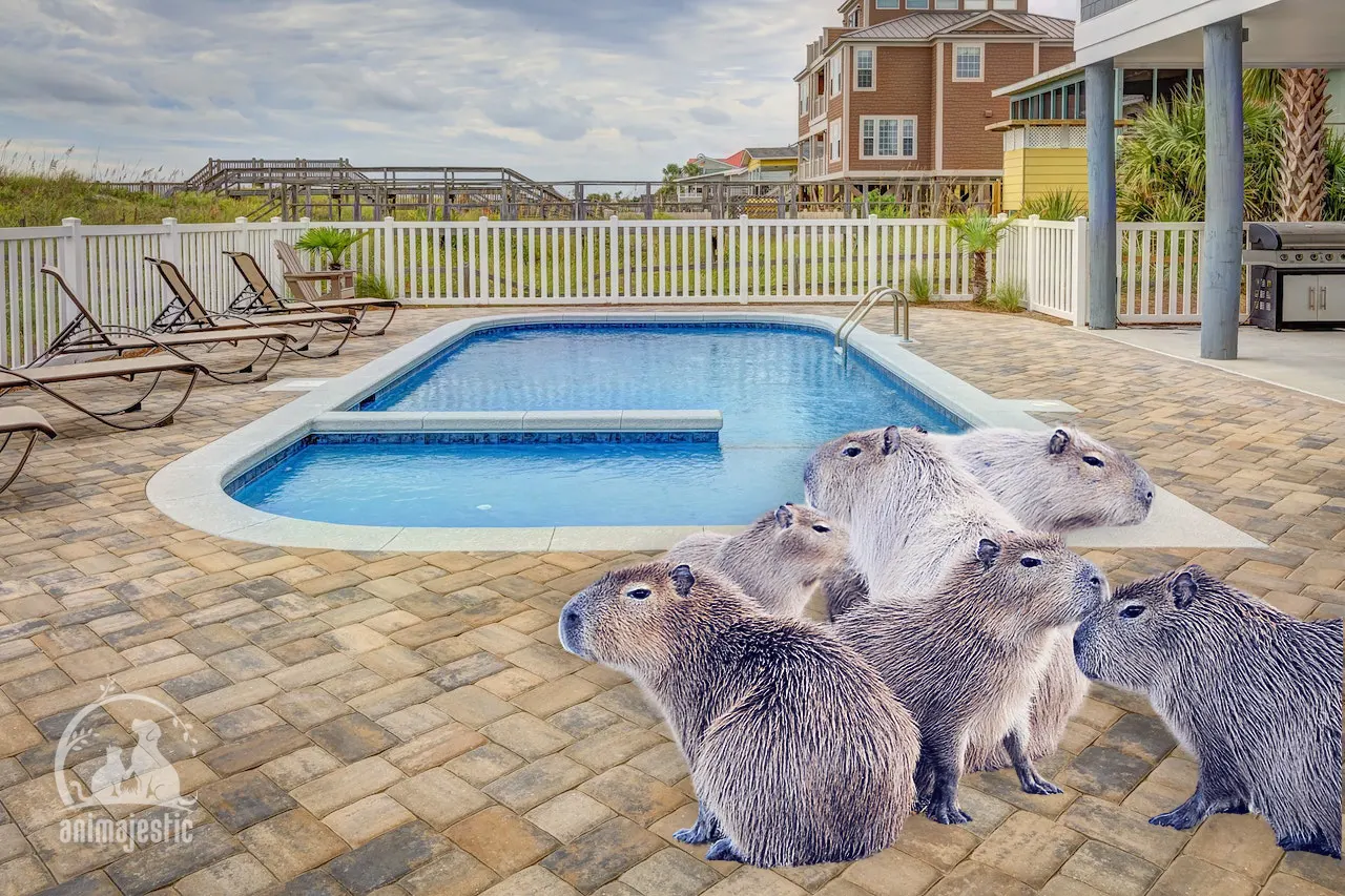 can capybaras swim, Capybara Swimming Space