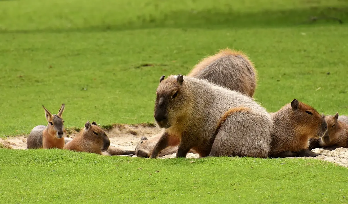 which zoos have Capybaras