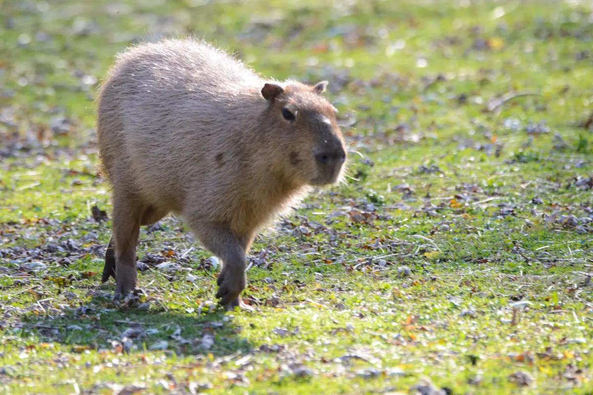 Capybara Run