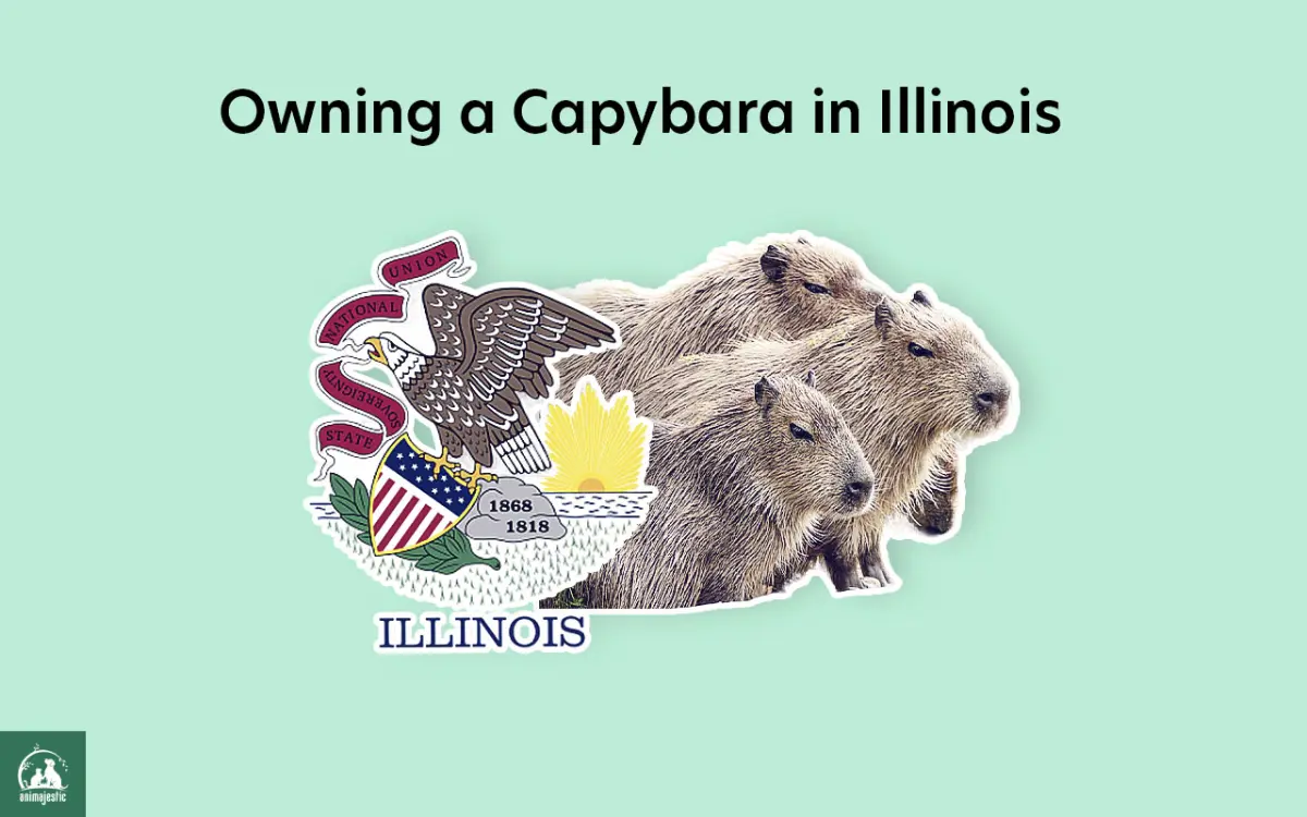 Capybara in Illinois