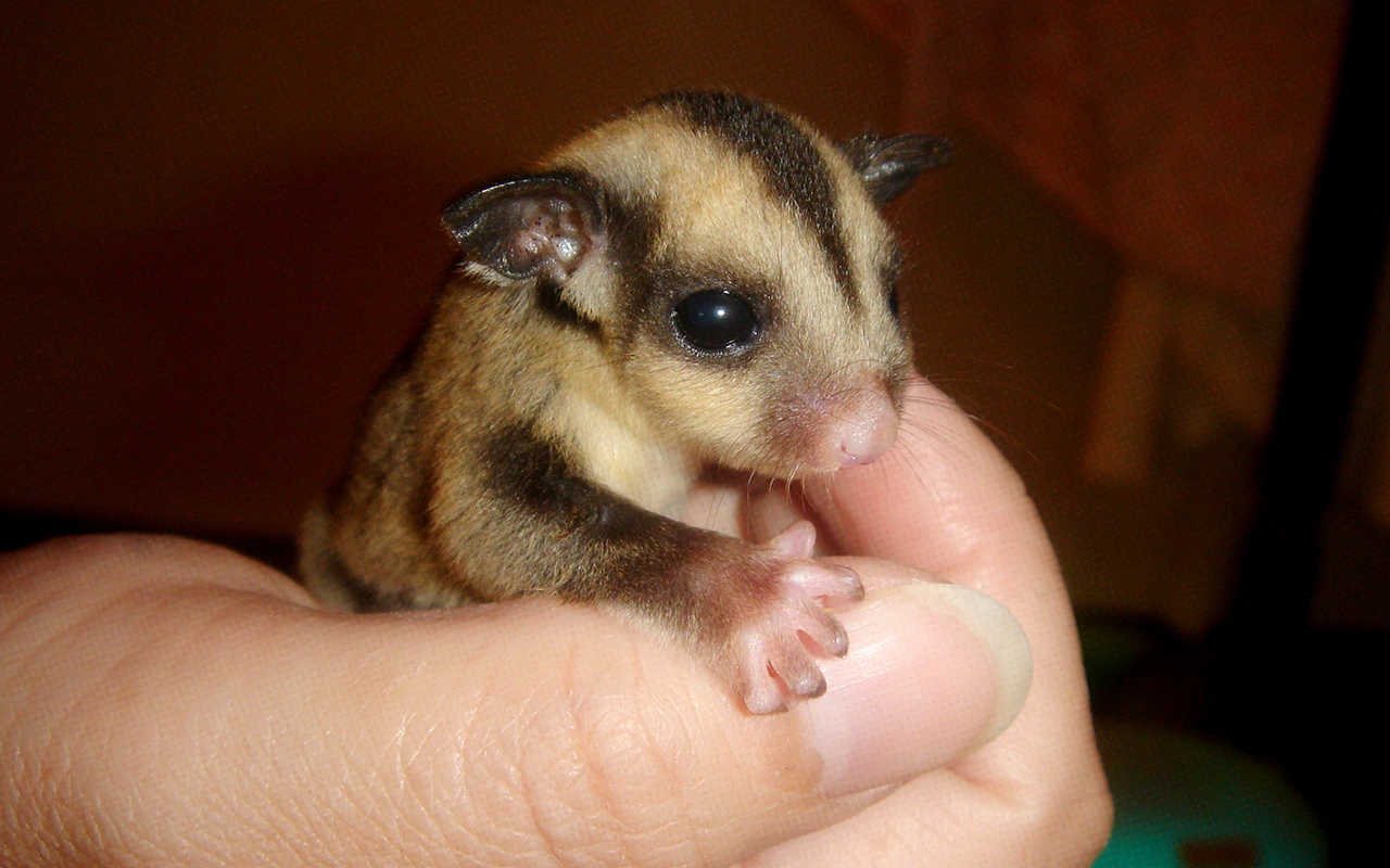 How To Care For Your Sugar Glider (A Comprehensive Guide)