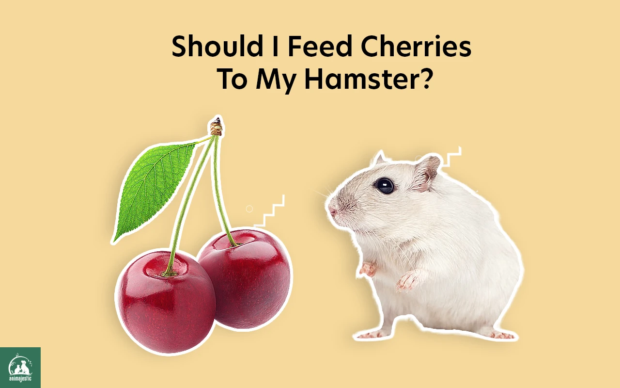 Should I Feed Cherries To My Hamster?